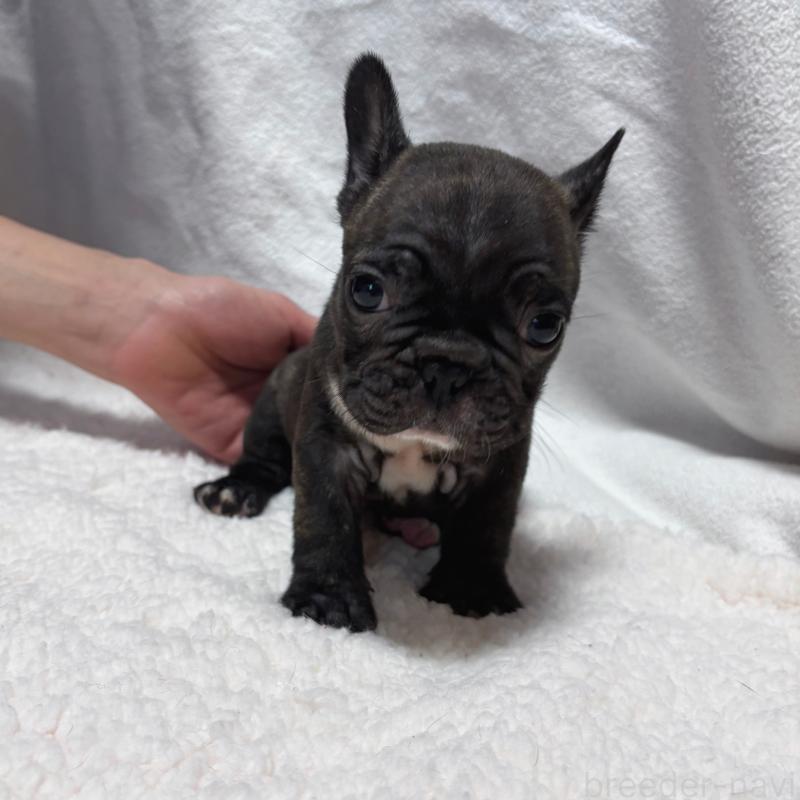 成約済の三重県のフレンチブルドッグ-421671の2枚目