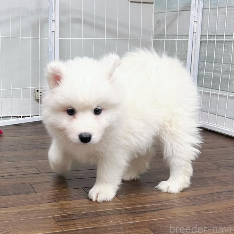 販売中の東京都のサモエド-424879の10枚目