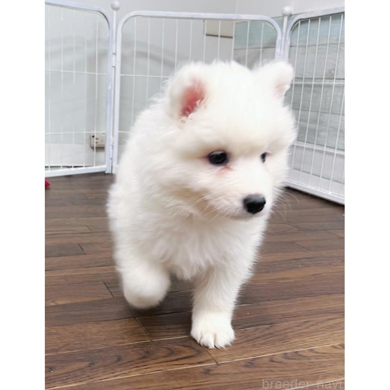 販売中の東京都のサモエド-424879の9枚目