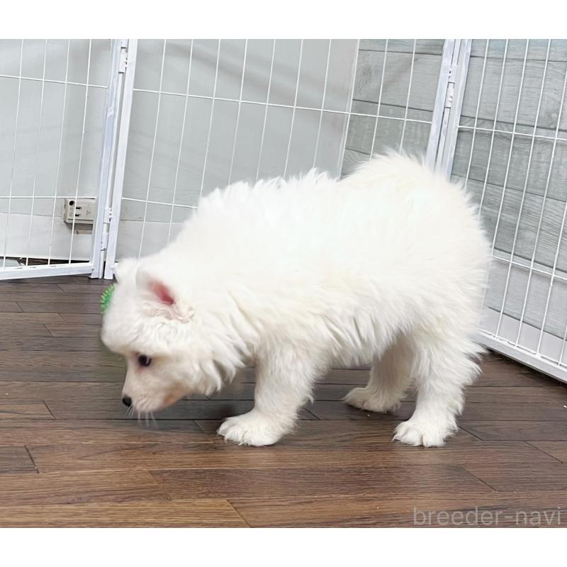 販売中の東京都のサモエド-424879の8枚目