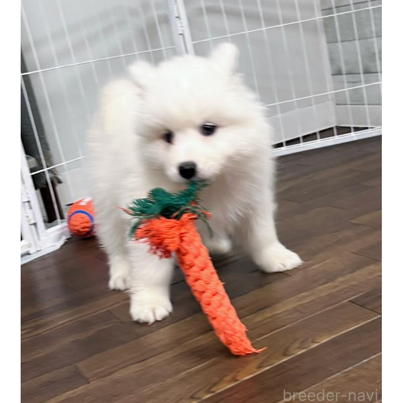 販売中の東京都のサモエド-424879の7枚目