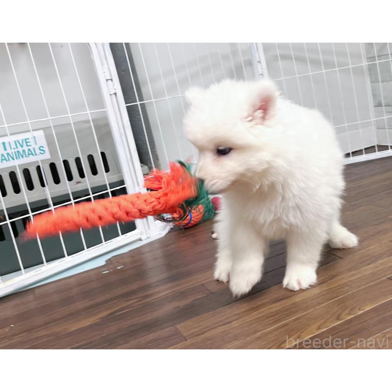 販売中の東京都のサモエド-424879の6枚目
