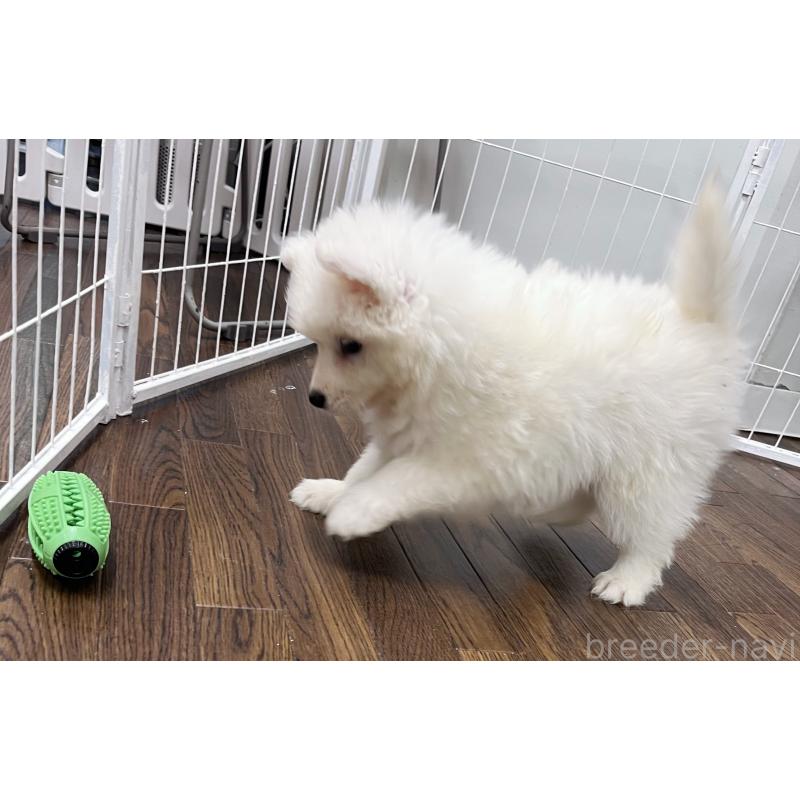 販売中の東京都のサモエド-424879の5枚目