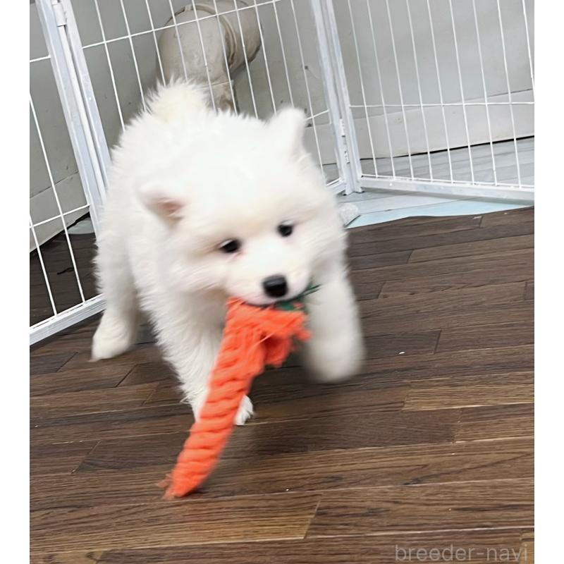 販売中の東京都のサモエド-424879の4枚目