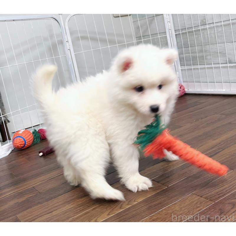 販売中の東京都のサモエド-424879の3枚目