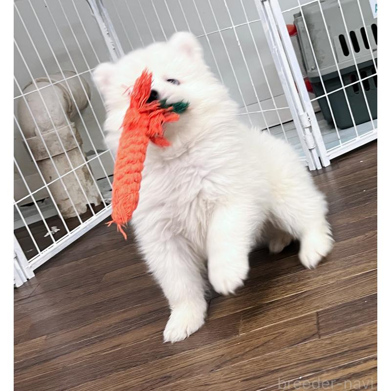 販売中の東京都のサモエド-424879の2枚目