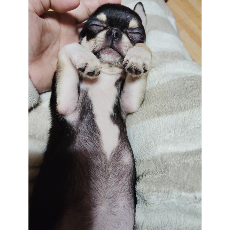 成約済の静岡県のチワワ(スムースコート)-413722の4枚目