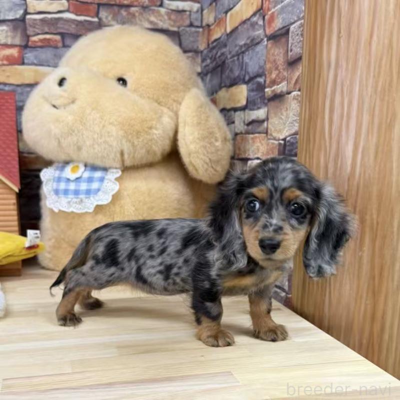 販売中の東京都のミニチュアダックスフンド(ロングヘアード)-424884の7枚目