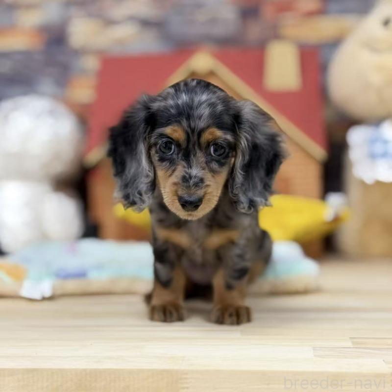 販売中の東京都のミニチュアダックスフンド(ロングヘアード)-424884の6枚目