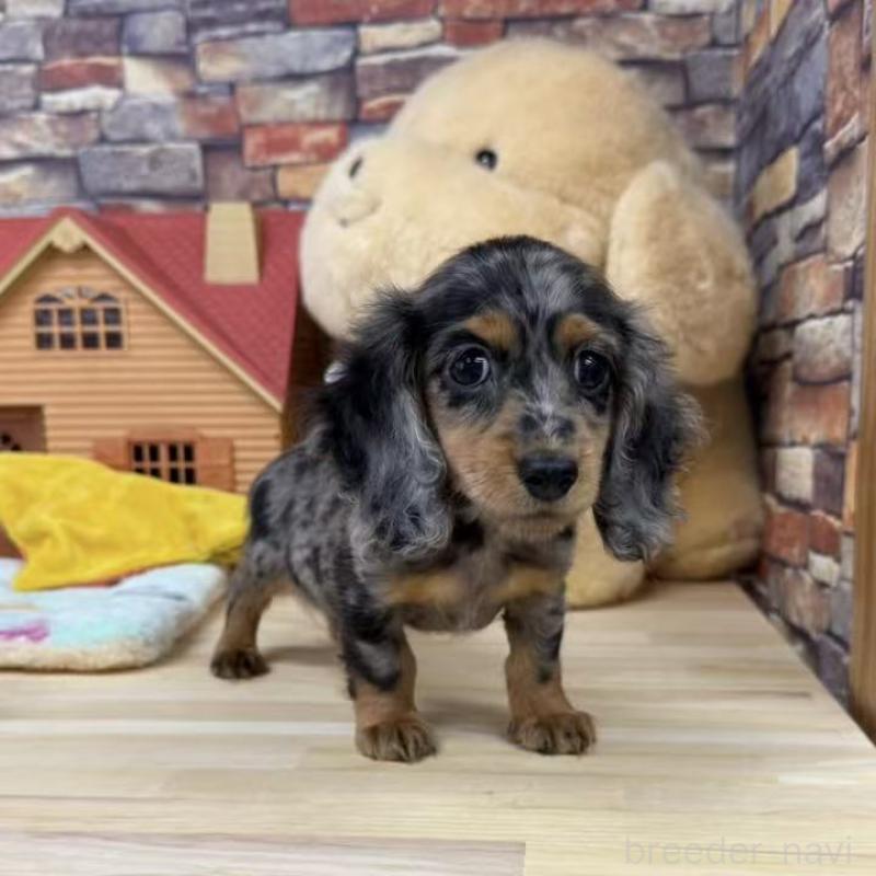 販売中の東京都のミニチュアダックスフンド(ロングヘアード)-424884の5枚目