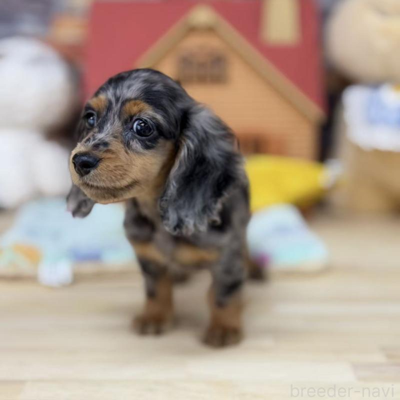 販売中の東京都のミニチュアダックスフンド(ロングヘアード)-424884の4枚目