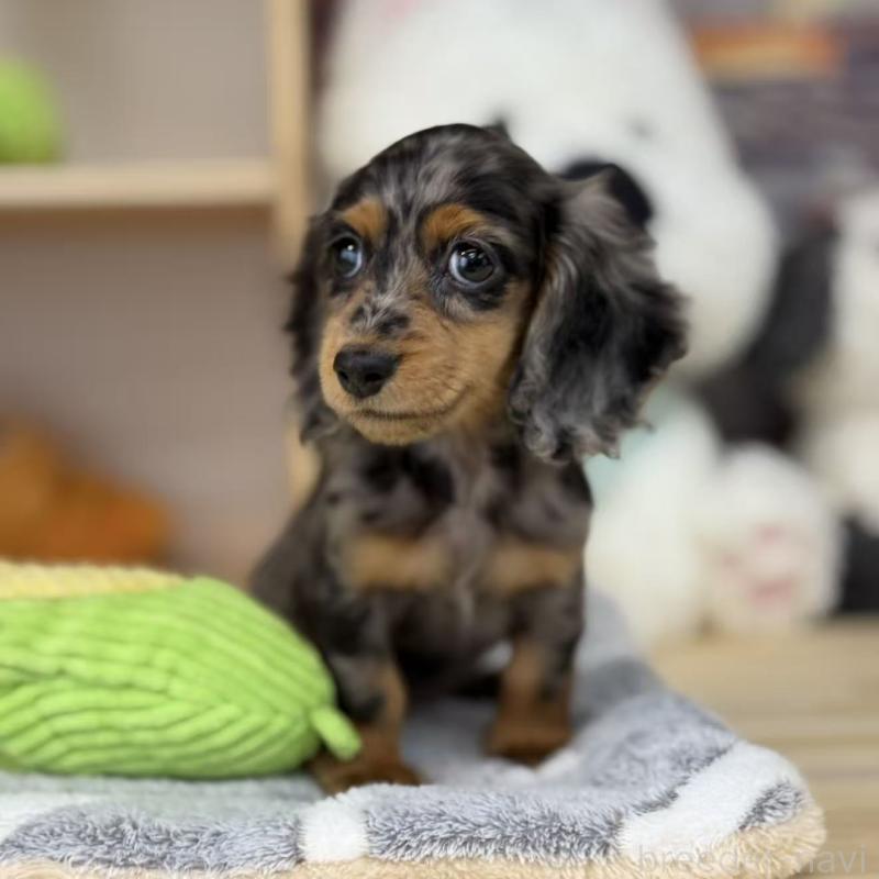 販売中の東京都のミニチュアダックスフンド(ロングヘアード)-424884の1枚目