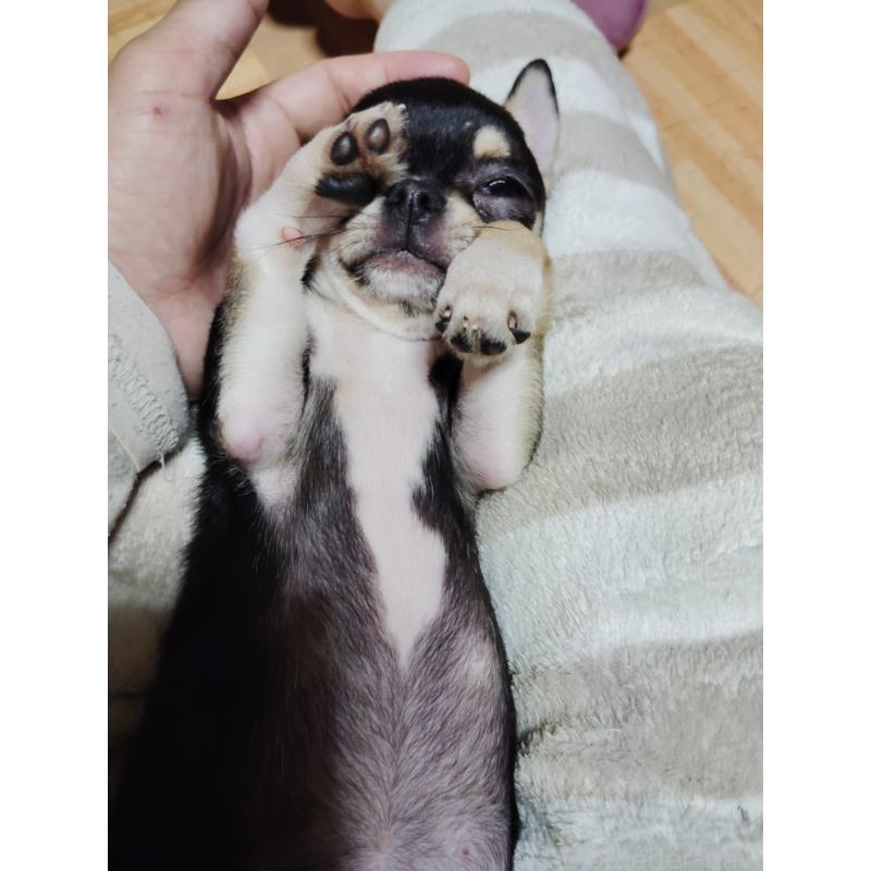 成約済の静岡県のチワワ(スムースコート)-413722の3枚目