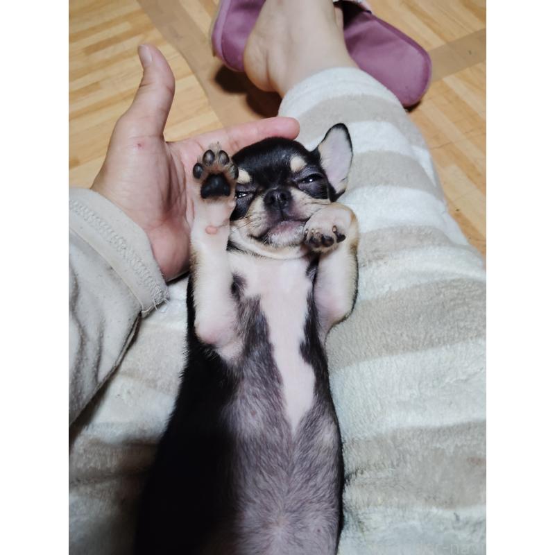 成約済の静岡県のチワワ(スムースコート)-413722の2枚目