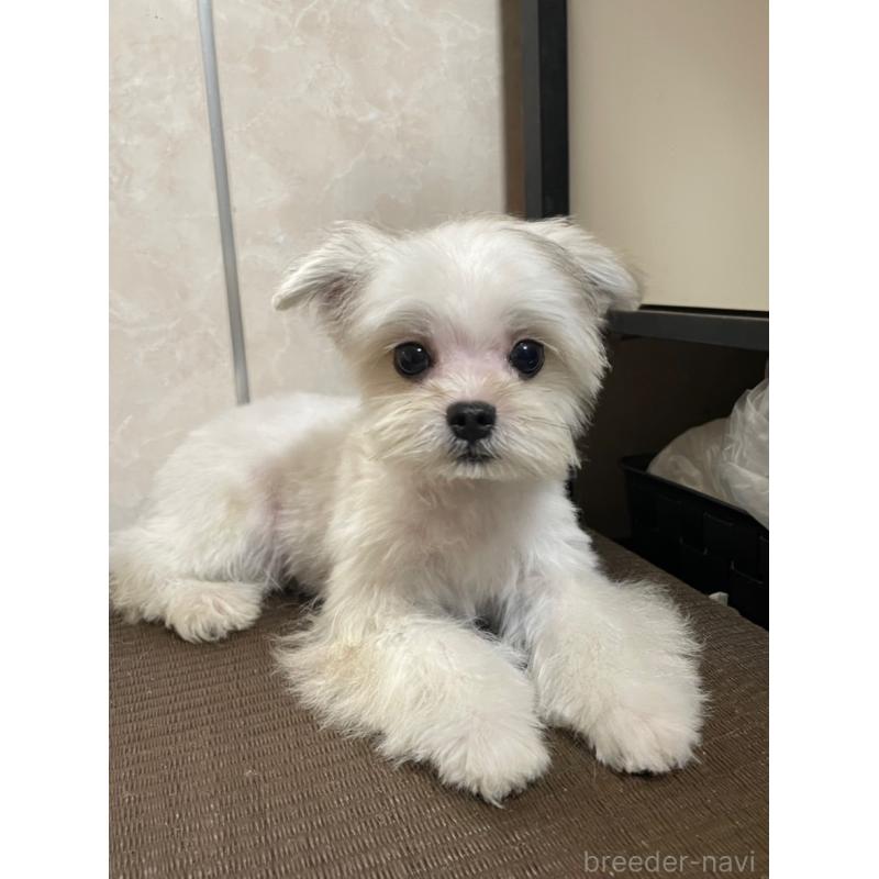 販売中の東京都のミックス犬-381745の5枚目