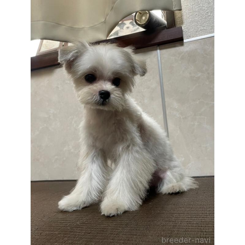 販売中の東京都のミックス犬-381745の4枚目