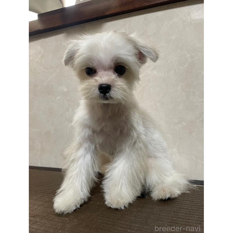 販売中の東京都のミックス犬-381745の2枚目