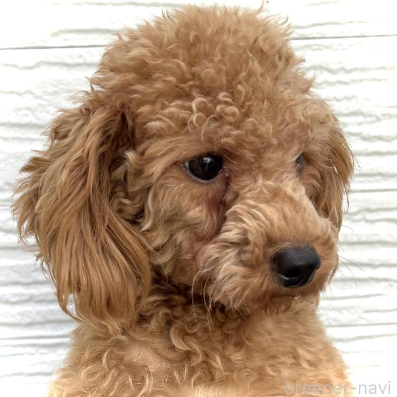 スモモちゃん1枚目