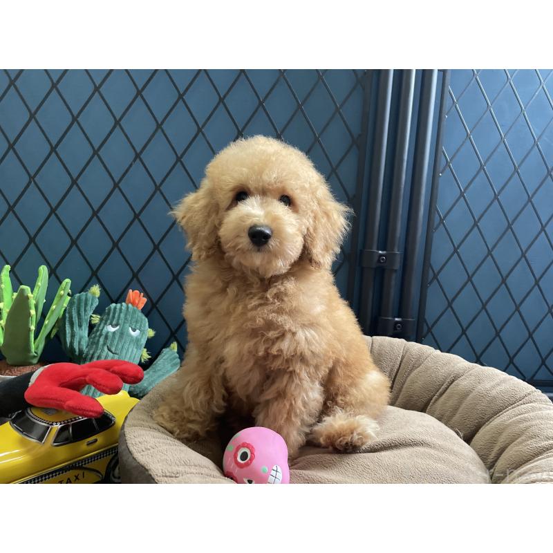 販売中の北海道のトイプードル-417003の11枚目