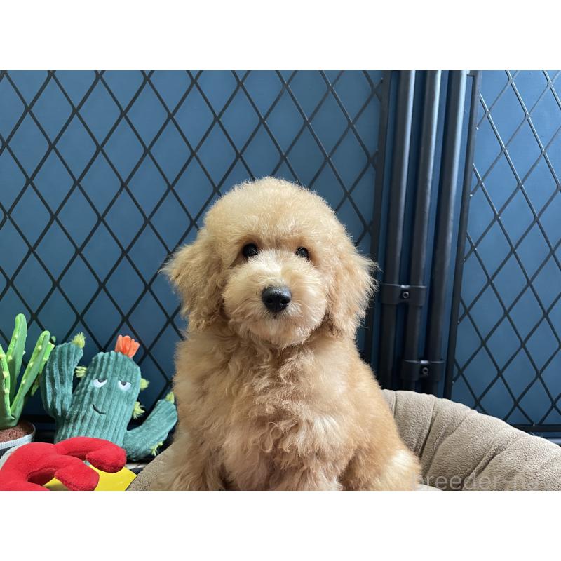 販売中の北海道のトイプードル-417003の10枚目