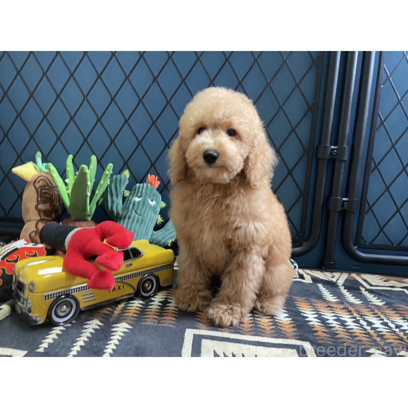 販売中の北海道のトイプードル-417003の9枚目