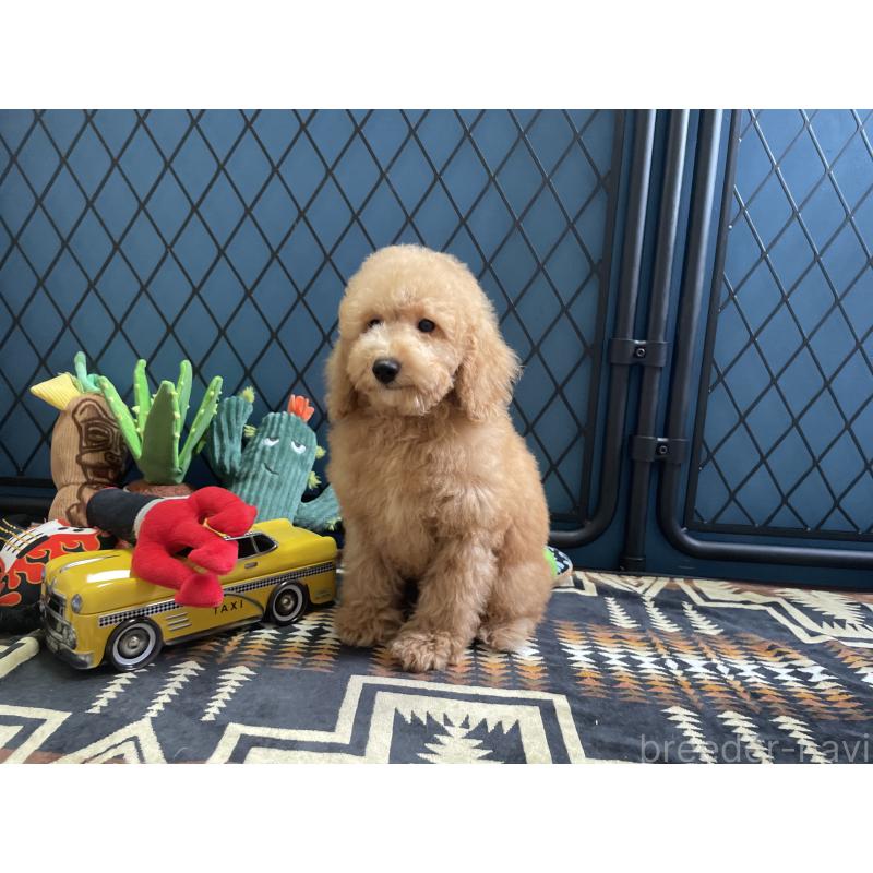 販売中の北海道のトイプードル-417003の8枚目