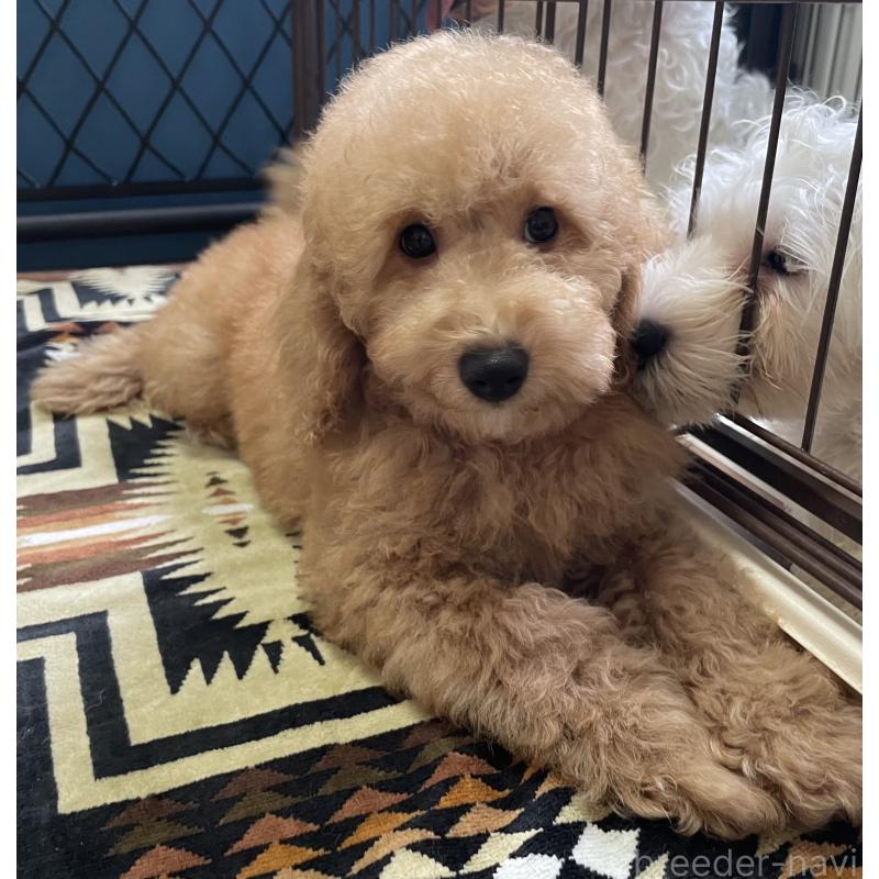 販売中の北海道のトイプードル-417003の7枚目