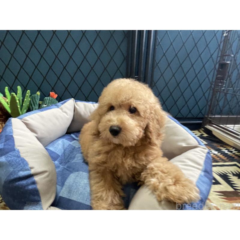 販売中の北海道のトイプードル-417003の6枚目