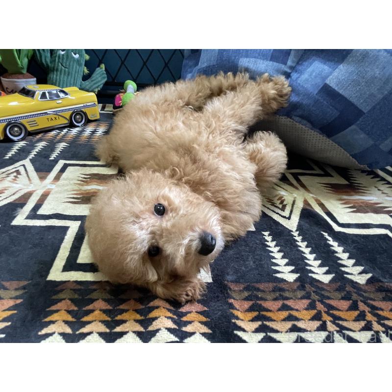 販売中の北海道のトイプードル-417003の5枚目