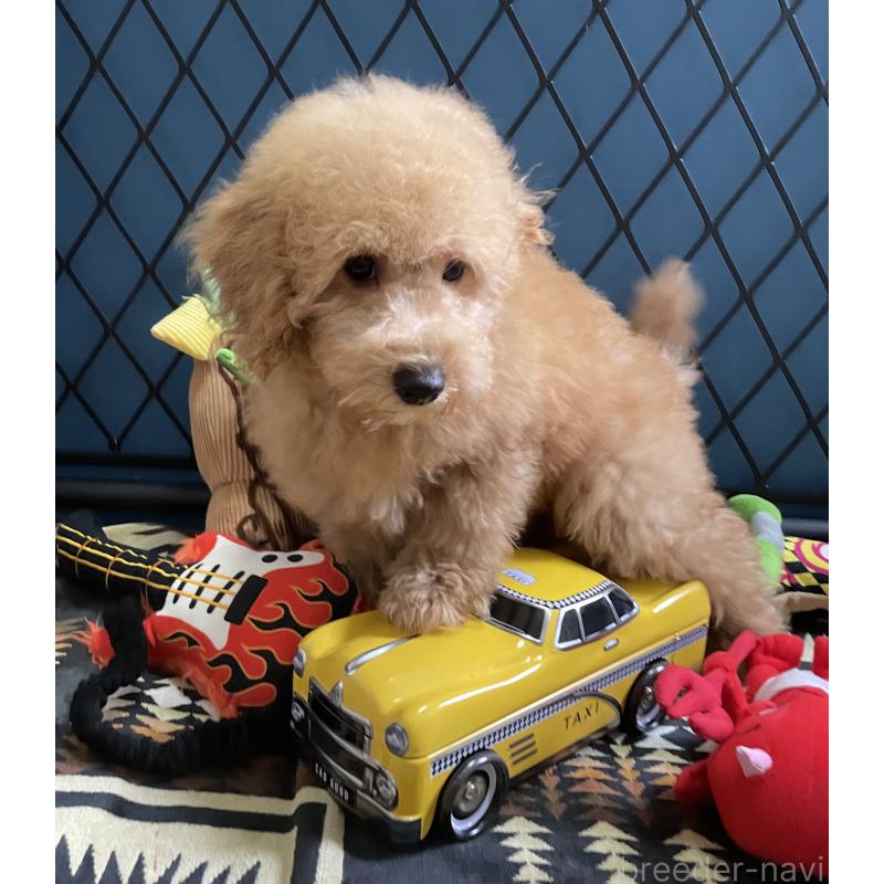 販売中の北海道のトイプードル-417003の4枚目