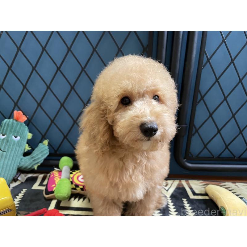 販売中の北海道のトイプードル-417003の3枚目