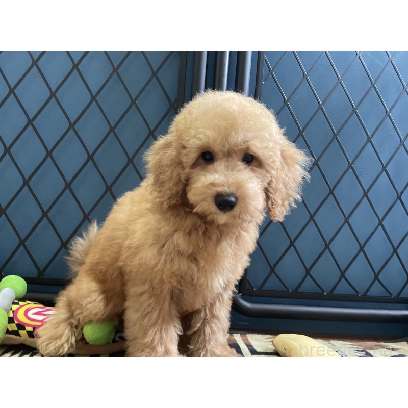 販売中の北海道のトイプードル-417003の2枚目