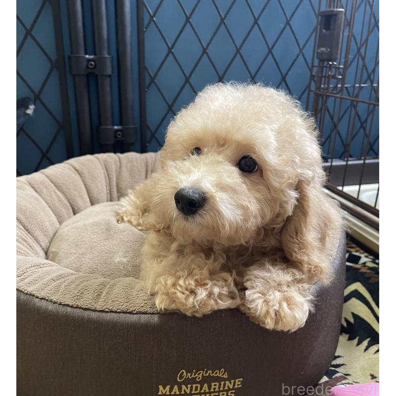 販売中の北海道のトイプードル-417005の13枚目