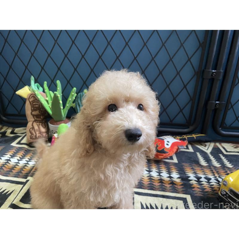 販売中の北海道のトイプードル-417005の12枚目