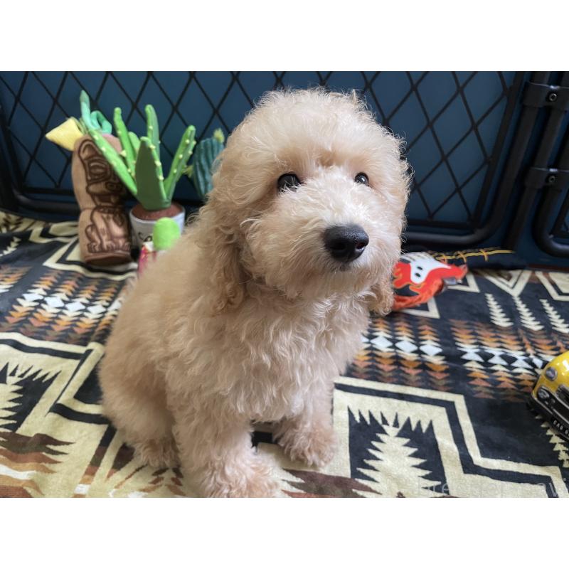 販売中の北海道のトイプードル-417005の11枚目