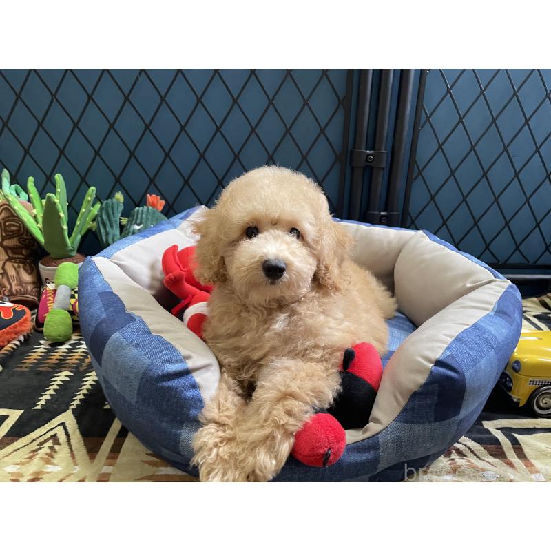 販売中の北海道のトイプードル-417005の10枚目