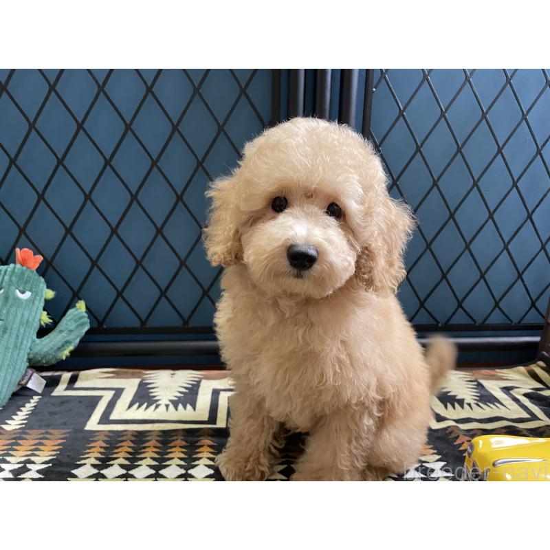 販売中の北海道のトイプードル-417005の9枚目