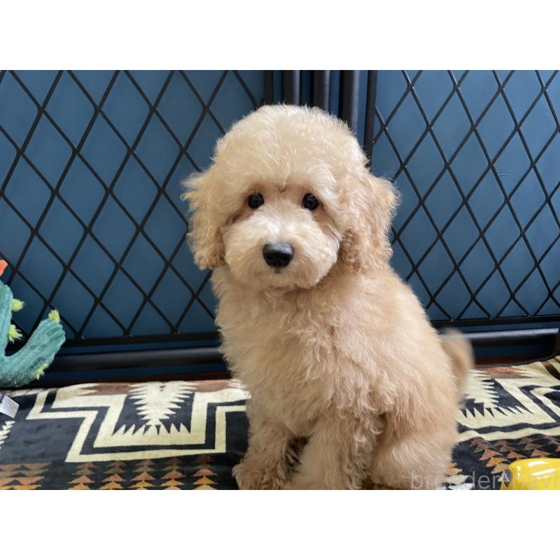 販売中の北海道のトイプードル-417005の8枚目
