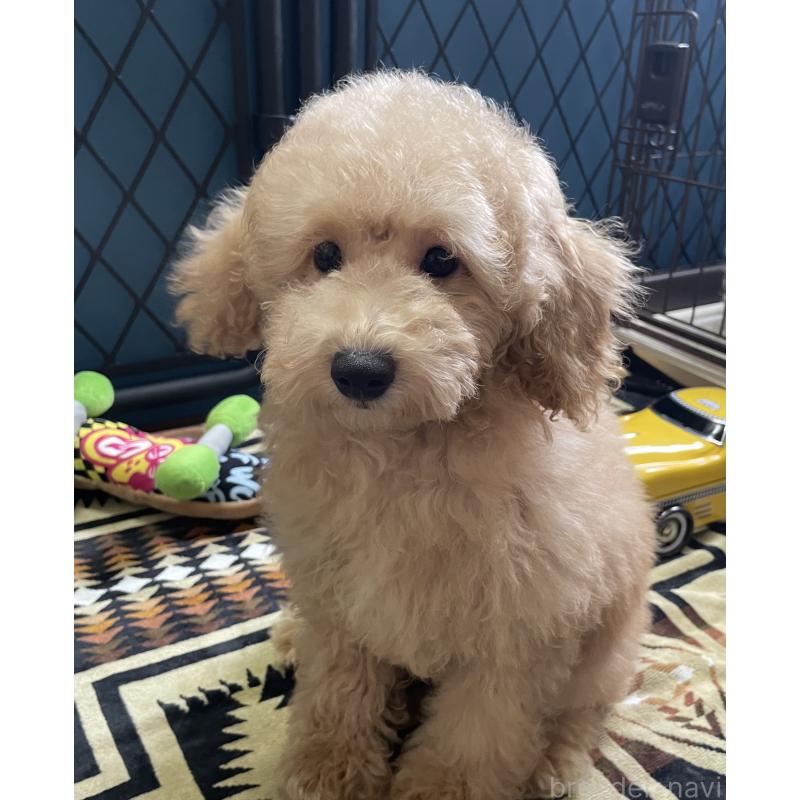 販売中の北海道のトイプードル-417005の7枚目