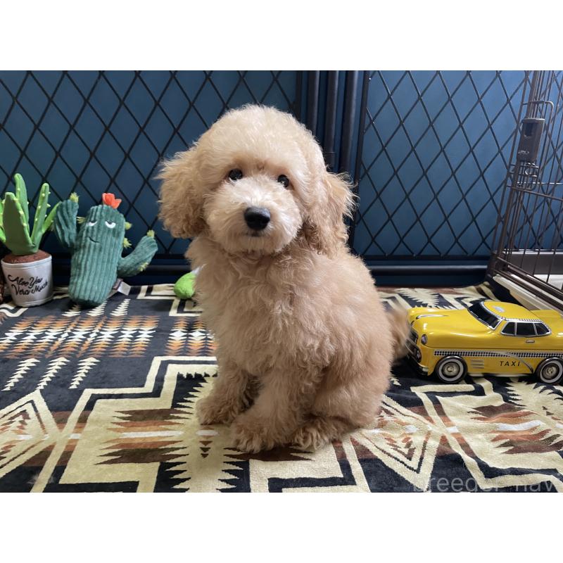 販売中の北海道のトイプードル-417005の6枚目