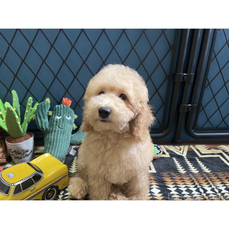 販売中の北海道のトイプードル-417005の5枚目