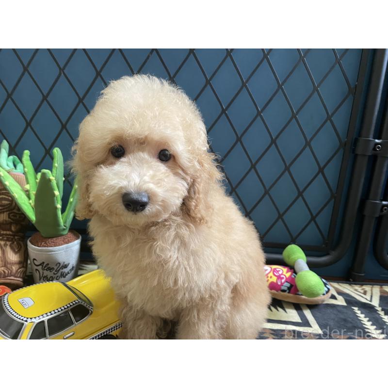 販売中の北海道のトイプードル-417005の4枚目
