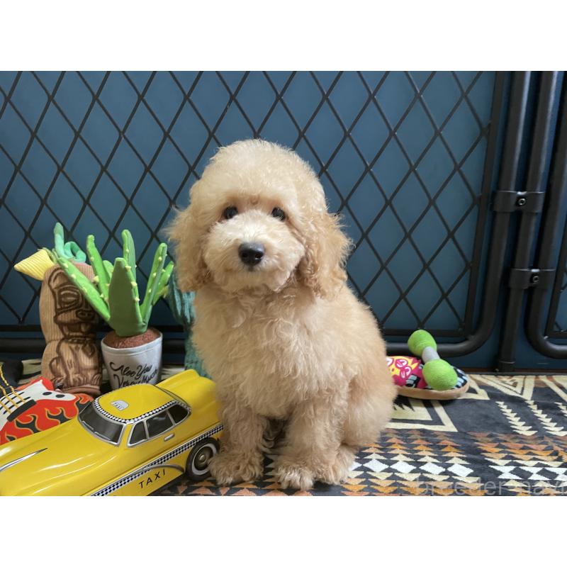 販売中の北海道のトイプードル-417005の3枚目