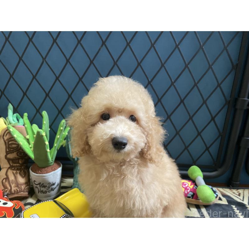 販売中の北海道のトイプードル-417005の2枚目