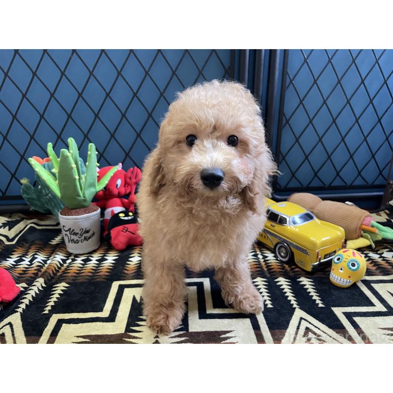 販売中の北海道のトイプードル-417004の15枚目