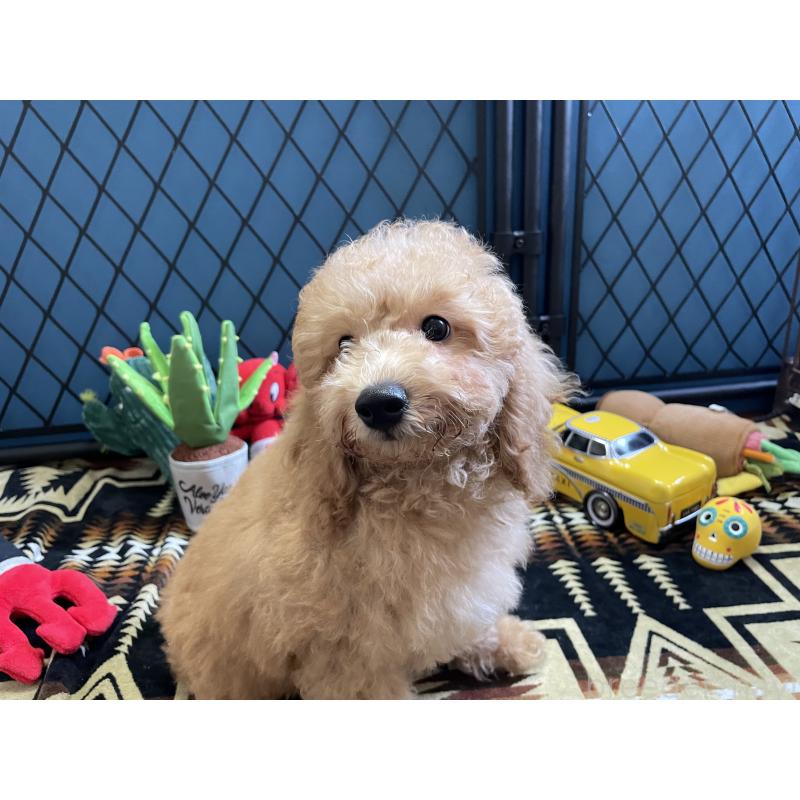 販売中の北海道のトイプードル-417004の14枚目