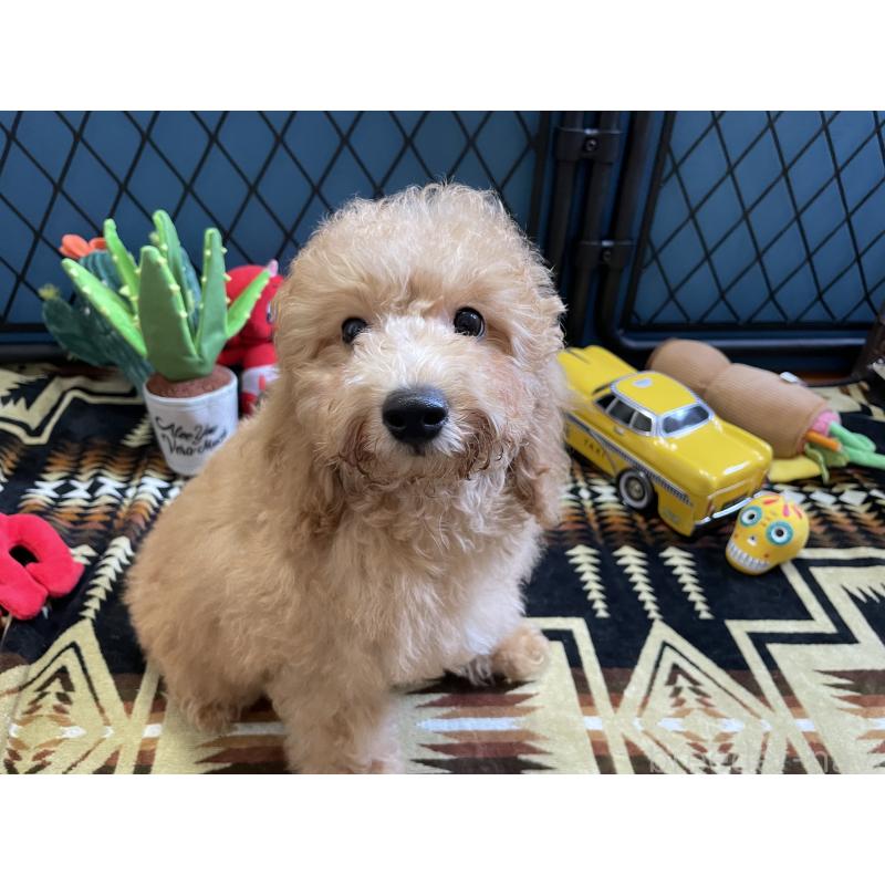 販売中の北海道のトイプードル-417004の13枚目