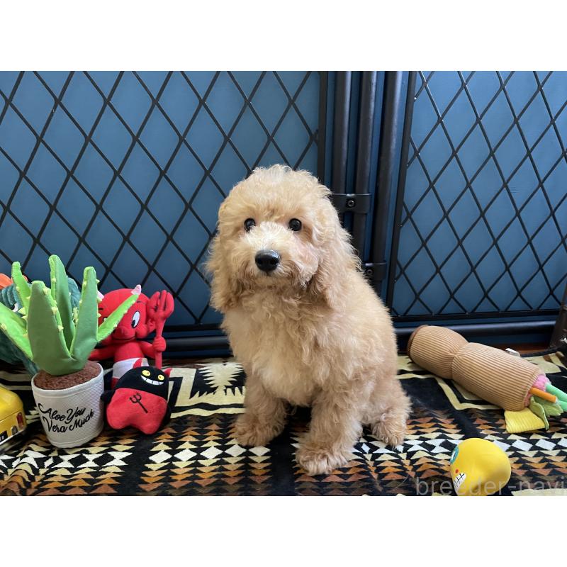 販売中の北海道のトイプードル-417004の12枚目