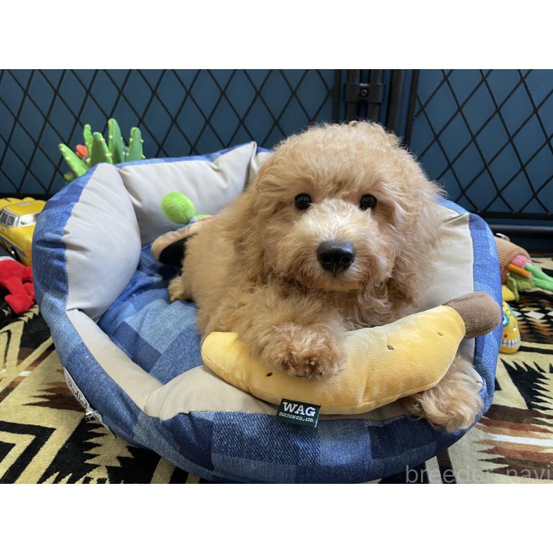 販売中の北海道のトイプードル-417004の11枚目