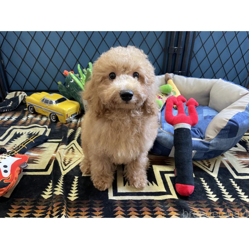 販売中の北海道のトイプードル-417004の10枚目